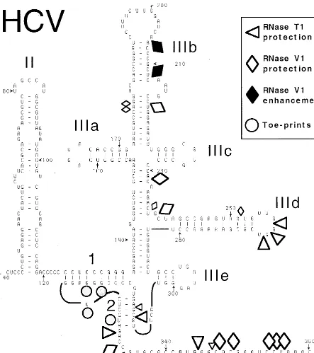 FIG. 1. Schematic representation of the secondary structure of the HCV IRES (based on references 11 and 41), showing sites in nt 40-372.NS�protected from cleavage by RNases Tcaused by bound 40S subunits are indicated by symbols shown at the upper right