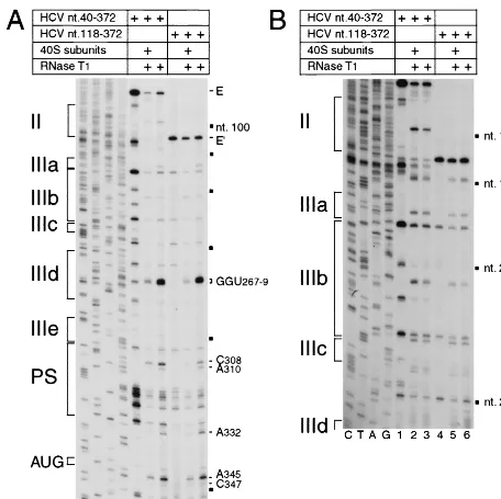 FIG. 4. RNase Textension shows the sensitivity of HCV nt 40-372 RNA (lanes 1 to 3) or nt 118-372 RNA (lanes 4 to 6) upstream of nt 360 (A) or of nt 250 (B) to cleavage (lanes 1,2, 5, and 6) either alone (lanes 3 and 6) or bound by a 40S subunit (lanes 2 an