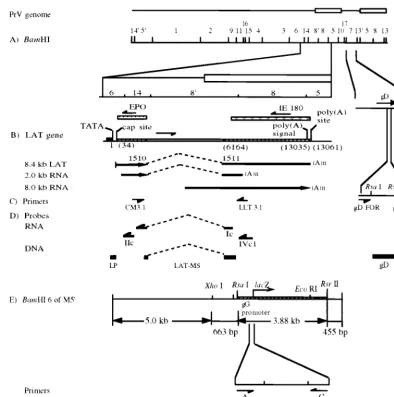 FIG. 1. Schematic of the PrV parental and LP�insert and the DNA probes (boundaries (dashed line), map units before (in parentheses) and after intron splicing, and the resultant in vivo (8.4-kb) and in vitro (2.0-kb) spliced transcripts (arrowsshowing the d