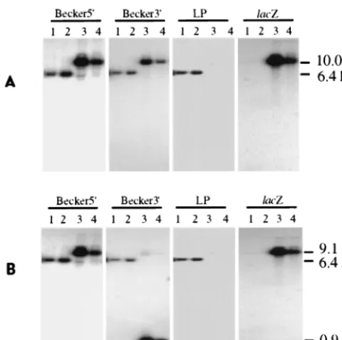 FIG. 3. Northern hybridization analysis of total and poly(A) RNAs fromvirus-infected and uninfected N1E cells at 6 h p.i