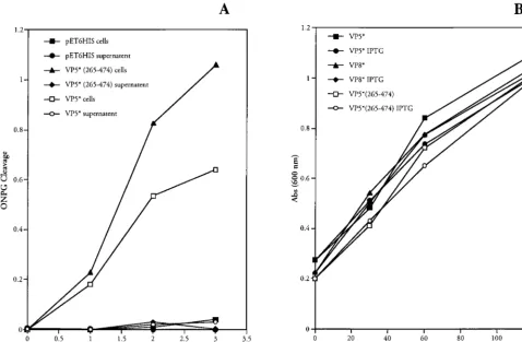 FIG. 4. Bacteria are not lysed by VP5* expression. (A) �were removed at the indicated times after IPTG induction, and the ODBL21(DE3)/pLysS transformed with pET-6HIS plasmids expressing either VP5*(265–474), VP5*, or VP8* were grown to an ODpET-6HIS plasmi