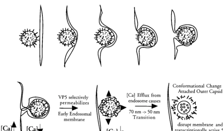FIG. 6. Role of VP5* in rotavirus entry. The role of VP5* in the rotavirus entry process is hypothesized in light of its ability to selectively permeabilize membranes.Rotavirus is drawn as a circle with protruding VP4 spikes initially entering an early end