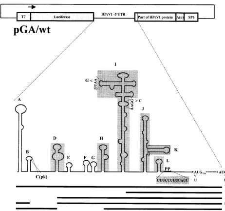FIG. 1. Schematic representation of the bicistronic construct, pGA/wt, containing the HPeV1 5�line