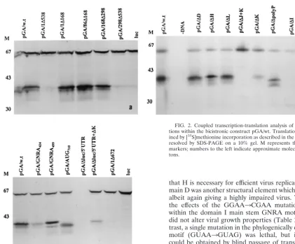 FIG. 2. Coupled transcription-translation analysis of HPeV1 5�tions within the bicistronic construct pGA/wt