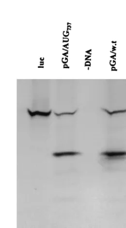 TABLE 2. Approximation of growth ability of recombinant HPeV1produced in monolayers of GMK cells