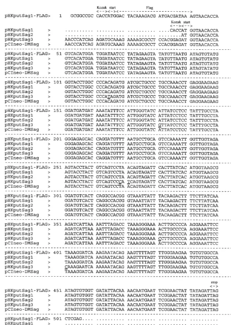FIG. 1. Sequence comparison of the IDDMK1,222-borne ORF and ORFs cloned from different type I diabetes mellitus patients