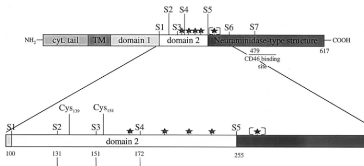 FIG. 1. Schematic diagram of the predicted domain structure of the HTrypsin cleavage sites (vertical lines), N-linked glycosylation motifs (stars), and the postulated CD46 binding site (horizontal line) are indicated