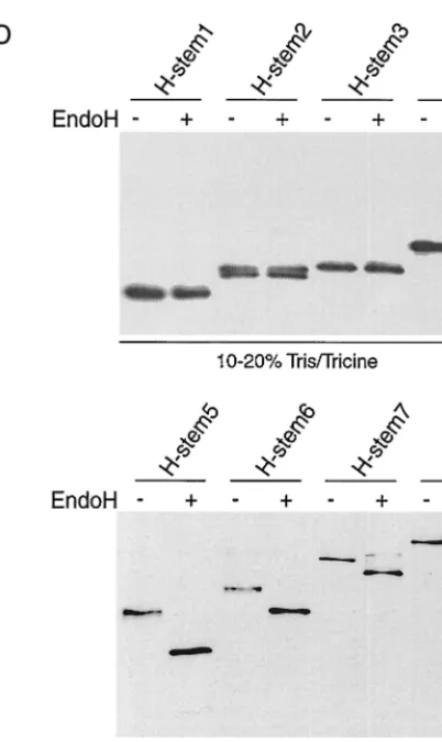 FIG. 2. Truncated H stem proteins are expressed with the expected molec-ular weight but reveal different stability and no carbohydrate chain trimming