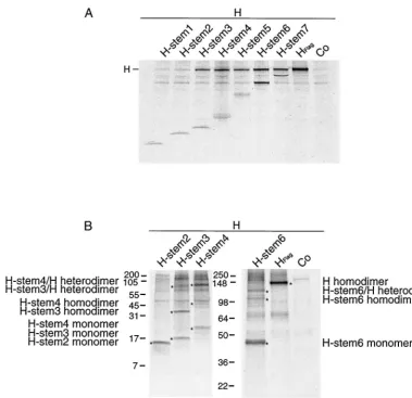 FIG. 3. Identiﬁcation of a minimal H stem unit required for dimerization with full-length Hdoubly transfected with Flag-tagged H stem constructs and with full-length HEdm