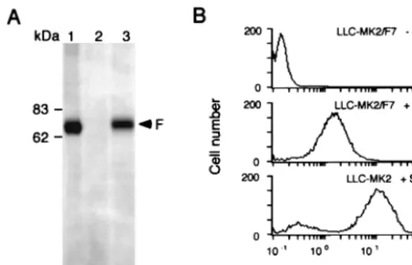 FIG. 2. Inducible expression of F protein in LLC-MK2/F7 packaging cells.(A) Western blot analysis using anti-SeV F (f-236) MAb