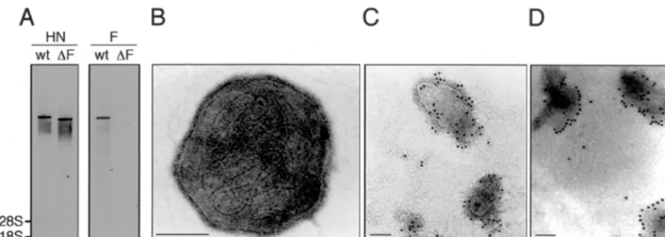 FIG. 5. Introduction and expression of the EGFP gene by the F-defective SeV vector in a variety of cell types in vitro