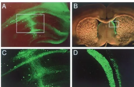 FIG. 6. Gene introduction into the rat central nervous system. The F-defec-tive SeV vector carrying the EGFP gene was injected into rat brain
