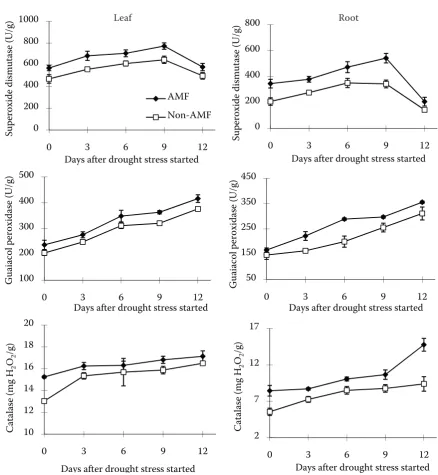 Figure 4. Changes in superoxide dismutase, guaiacol peroxidase and catalase activities of AM and non-AM grafted citrus trees during 12 days of drought stress