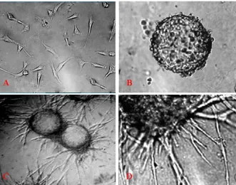 Fig. 1. Human coagulated plasma matrix for 40×); in vitro angiogenesis. (A) Human bone marrow endothelial cells (magnification (B) micro carriers seeded with human bone marrow endothelial cells were embedded in coagulated platelet-poor plasma matrix 