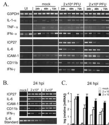FIG. 7. Effect of CyP dose on the efﬁciency of acute replication of n212 ineyes. The logarithm of the titers of n212 shed in tear ﬁlm on day 7 p.i