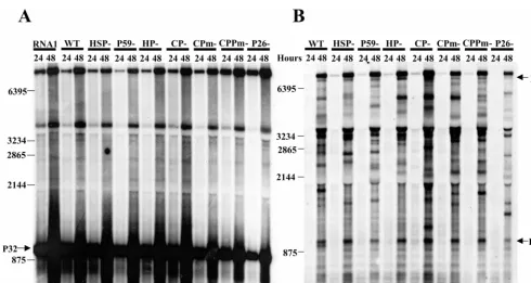 Fig. 1 and Table 1) were generated. These mutants had frame-shift mutations and inserted stop codons within the RNA 1ORF 2 coding sequence, and these were located distant from