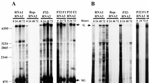 FIG. 4. Accumulation of LIYV RNA 1 mutant and wild-type RNAs. Transcripts of wild-type LIYV RNA 1 (from pSP9/55) and of the Rep�probes