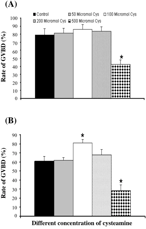 Fig. 2. MII oocyte spindle in different concentration of cysteamine. Spindle size in 500 µM cysteamine is smaller than its spindle in not normal