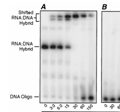 FIG. 5. Gel shift assay with ssRNA having an RNA-DNA duplex region at its end. A 19-nucleotide DNA oligonucleotide that was exactly complementary to
