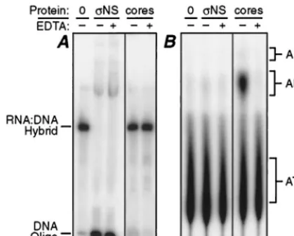 FIG. 6. Analysis of ATP hydrolysis during strand displacement by �ther 12.5 mM EDTA (included as a positive control for ATP hydrolysis