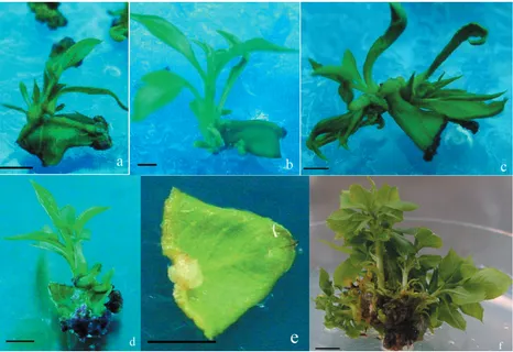 Table 3. Effects of different leaf sections of P. ussuriensis Manyuanxiang on shoot formation