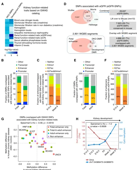 Figure 6. Dnmt3a/3boverlapping with kidney disease risk variants. Chromatin states from fetal and adult kidneys were used to classify the genome locationof each DMR