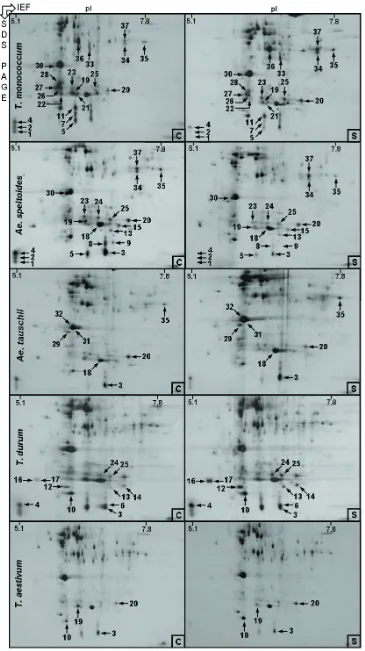Figure 1. 2D profiles of the soluble leaf proteins extracted from control (C) and salt (S)-treated seedlings of Triticum monococcum, Aegilops speltoides, Aegilops tauschii, Triticum durum and Triticum aestivum