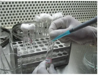 Fig 9: Sample preparation using H files. 