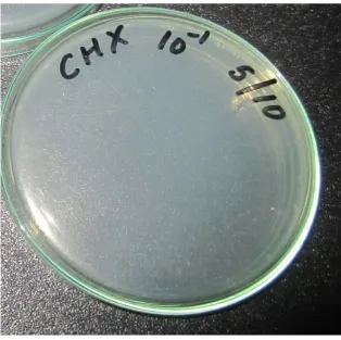 Fig 11: Agar plates showing complete inhibition by 5.25%  NaOCl 