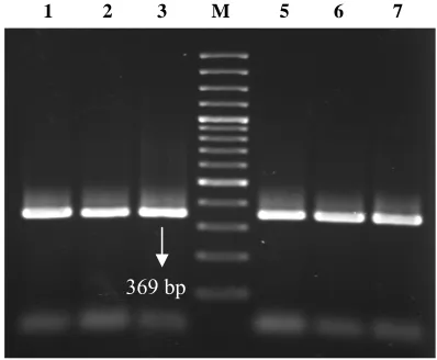 Fig. 2.  PCR3 and 5-7, HLGR strains and lane 4, molecular weight  product of aac(6')-Ie-aph(2")-Ia gene (lane 1-marker)