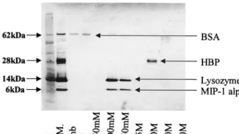 FIG. 3. PAGE analysis of the heparin binding activity of VCP and rVCPs. VCP and various rVCPs were passed through separate HiTRAP heparin columns andeluted with sodium chloride concentrations ranging from 250 mM to 2.5 M