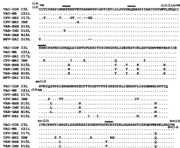 FIG. 4. Sequence alignment, including termini of rVCP constructs and putative heparin binding sites