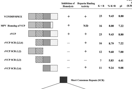 FIG. 5. Structure-function summary table of VCP, VCP homologs, and rVCPs. VCP/IMP/SPICE, the MPV homolog of VCP, rVCP, and four recombinantsegments of VCP are shown along with whether they are able to inhibit hemolysis of sensitized sheep red blood cells a