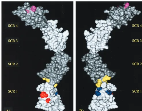 FIG. 6. VCP model showing the heparin binding sites. Front (A) and back (B) views of the modeled structure of VCP SCR (1-4) showing the heparin binding sites(differentially colored)