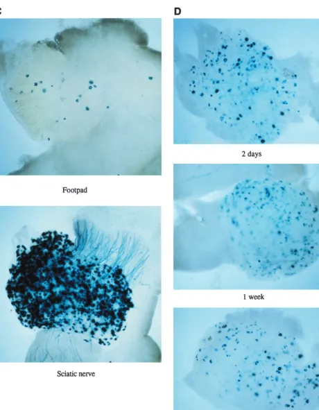 FIG. 10—Continued.