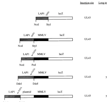 FIG. 2. Initial promoter constructs tested and long-term expression characteristics. Positions of the restriction sites indicated in the LAT region are shown in Fig