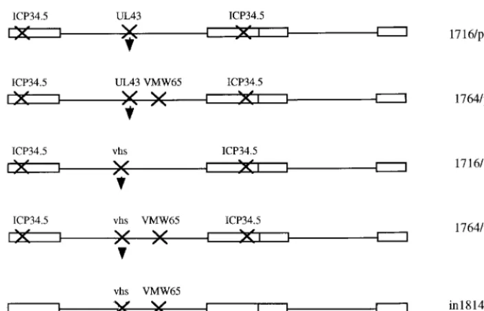 FIG. 4. Comparative gene delivery to DRGs using various replication-competent HSV vectors