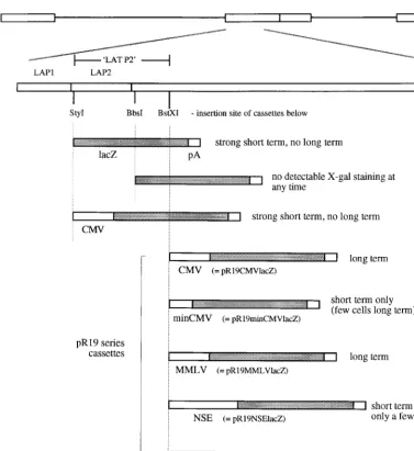 FIG. 5. Second-generation promoter constructs tested for long-term gene expression. The LAT region and relevant restriction sites are shown, indicating thepositions at which the cassettes below were inserted into the HSV genome