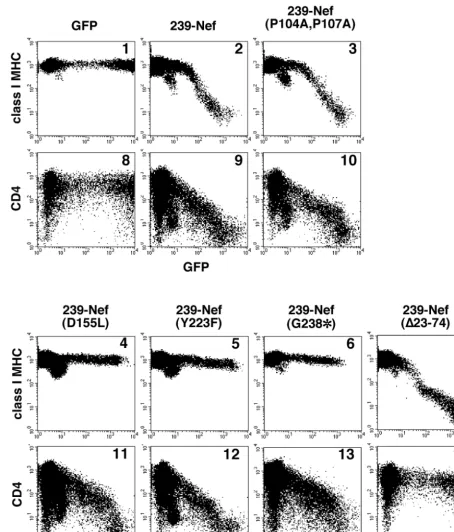 FIG. 2. The ability of 239-Nef to downregulate class I MHC requires the unique C-terminal domain in 239-Nef