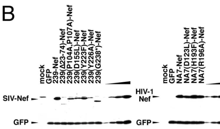 FIG. 2—Continued.