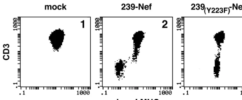 FIG. 4. Tyrosine Y223 in 239-Nef is required selectively for the downregulation of class I MHC but not CD3 expression