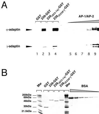 FIG. 5. The ability of 239-Nef to associate with AP-1 and AP-2 adapter protein complexes is not required for class I MHC downregulation