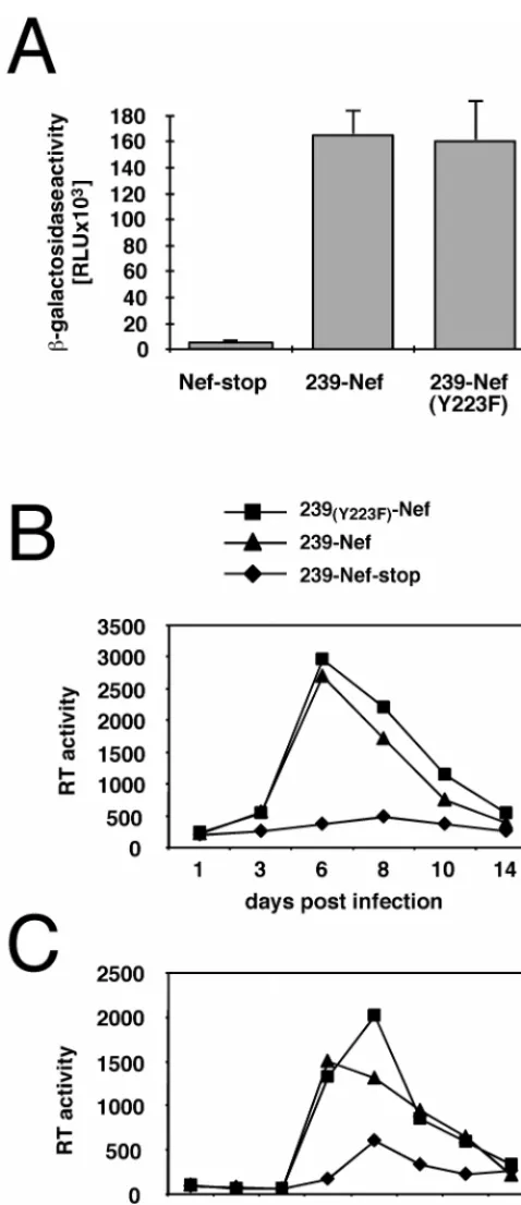 FIG. 6. The Y223F mutation in 239-Nef does not affect SIV replication andvirion infectivity