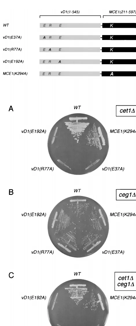 FIG. 3. Puriﬁcation of wild-type and mutated versions of vaccinia virus D1(1-545)p. Conserved motifs A, B, and C of the RNA triphosphatases of vaccinia