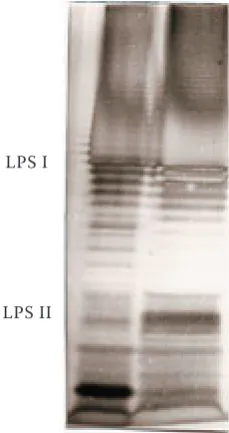 Figure 2. Dendrogram showing the phenotypic similarities among the isolates and strains