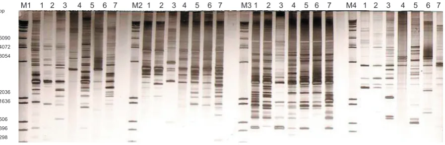 Figure 4. Strains: 1 – BHCBAb1; 2 – BHCBAb9; 3 – BHCBAb31; 4 – BHCBAb10; 5 – BHCBAb50; 6 – BHCBAb67; 7 – BHCBAb68; 8 – BHCBAbN2