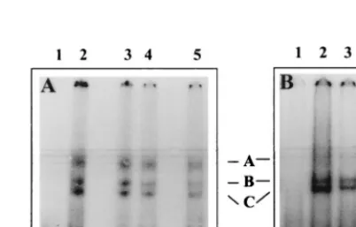 FIG. 1. Binding of mouse brain cell proteins with the JEV 3-NCR RNA. Anpresence of different amounts of KCl
