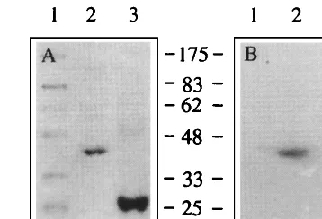 FIG. 5. Northwestern blotting of murine Mov34 expressed in E. coliMov34 was synthesized inblotted with radiolabeled JEV 3Coomassie blue-stained SDS-polyacrylamide gel