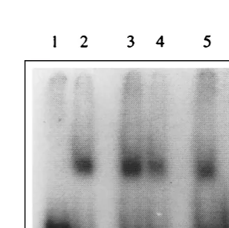 FIG. 6. Mouse brain protein binding with JEV 3�-SL structure RNA in thepresence of anti-Mov34 antiserum