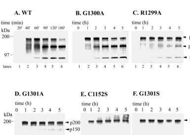TABLE 2. Mutations created at the catalytic site andaround the cleavage site